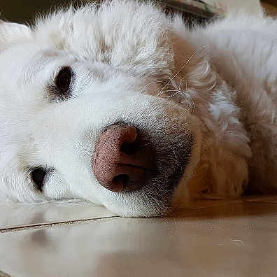 Daisy