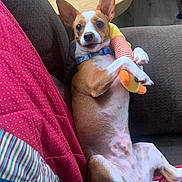 Max is registered to the contest to win money with this photo: dog, puppy, couch, plush_toy, brown_and_white, indoor, pet, relaxed, quilt, striped, toy, furniture, wooden_table, comfortable, cute, canine, ears_up, laying_down, collar, home