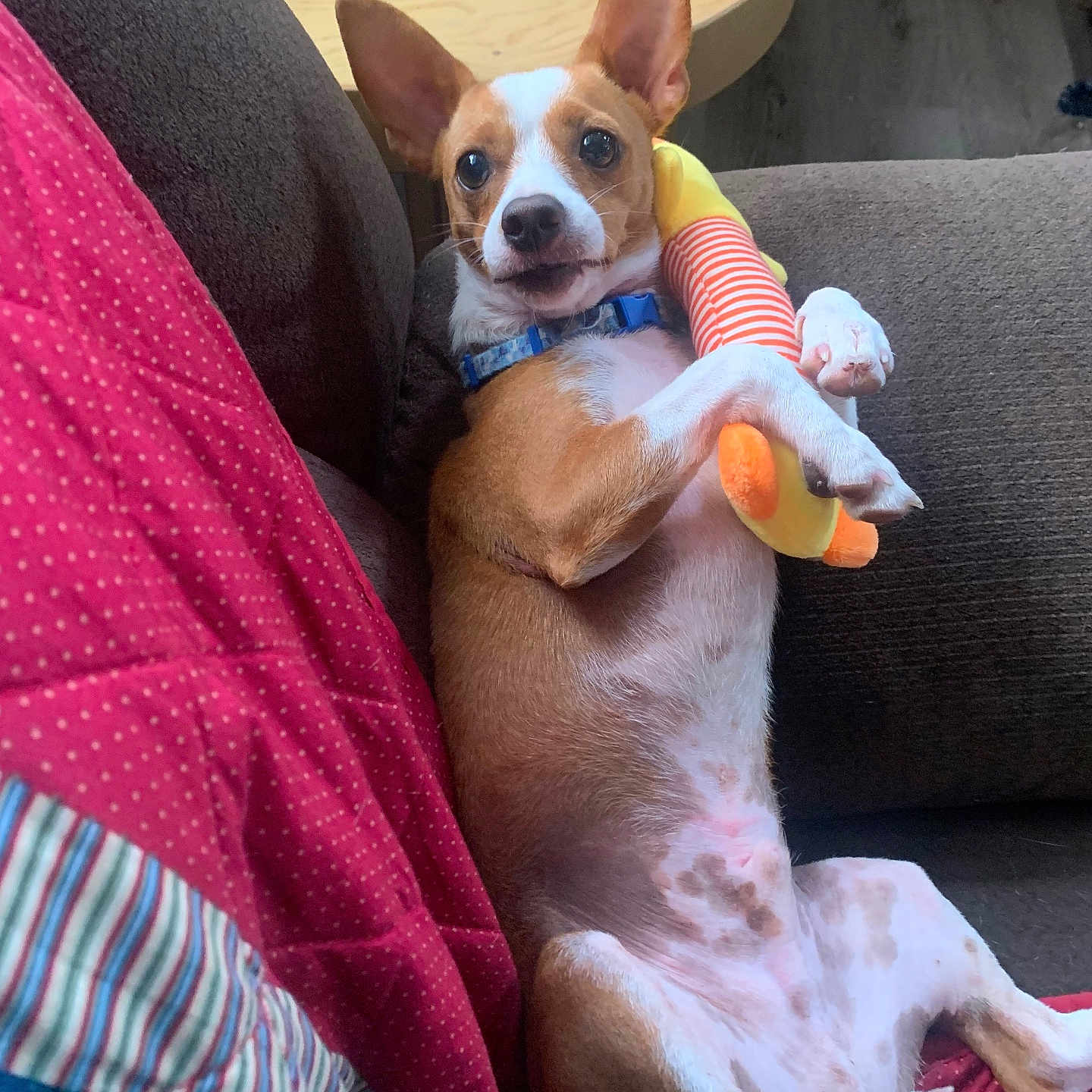 Max is registered to the contest to win money with this photo: brown_and_white, canine, collar, comfortable, couch, cute, dog, ears_up, furniture, home, indoor, laying_down, pet, plush_toy, puppy, quilt, relaxed, striped, toy, wooden_table