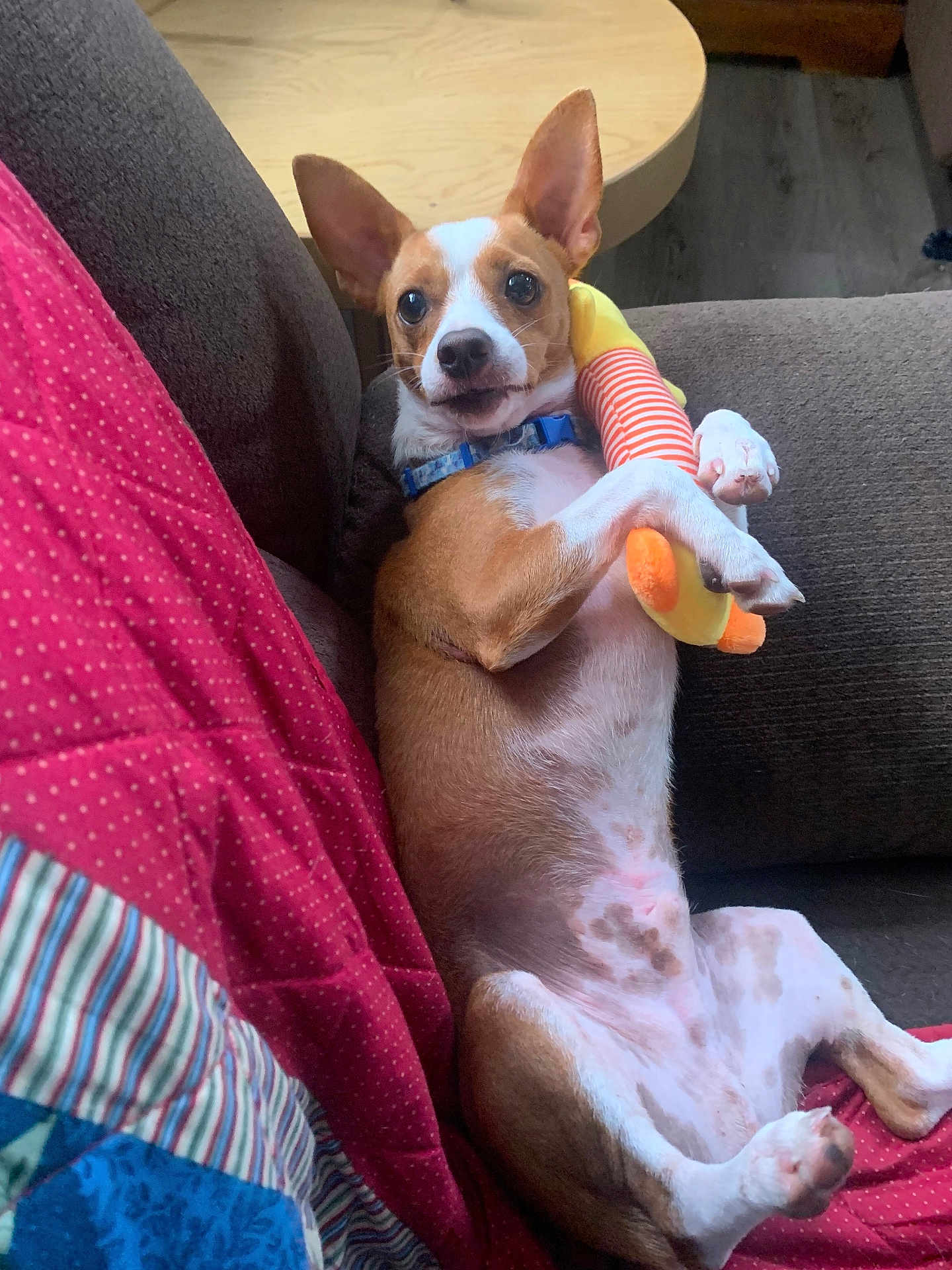 Max is registered to the contest to win money with this photo: dog, puppy, couch, plush_toy, brown_and_white, indoor, pet, relaxed, quilt, striped, toy, furniture, wooden_table, comfortable, cute, canine, ears_up, laying_down, collar, home