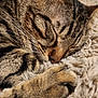 cat, tabby, sleeping, paw, whiskers, close_up, feline, fur, cozy, blanket, resting, domestic_animal, cute, relaxed, pet, animal, soft_texture, indoor, nap, peaceful