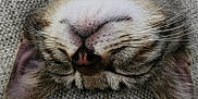 Ragnar participe au concours pour gagner de l'argent avec cette photo : cat, kitten, sleeping, close_up, fur, whiskers, nose, ears, pet, animal, cute, resting, cozy, texture, upside_down, soft, face, domestic_cat, indoor, relaxed