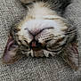 cat, kitten, sleeping, close_up, fur, whiskers, nose, ears, pet, animal, cute, resting, cozy, texture, upside_down, soft, face, domestic_cat, indoor, relaxed