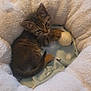 kitten, cat, pet_bed, toy, ball, fluffy, cozy, tabby, animal, feline, indoor, resting, cute, playing, soft, blanket, fur, small, young, comfort