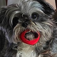 Bella Mae joined the competition — help win amazing prizes! chew_toy, close_up, couch, cute, dog, eyes, face, furry, gray_fur, indoor, lamp, mouth, nose, pet, playful, portrait, red_toy, shaggy, small_dog, white_chest