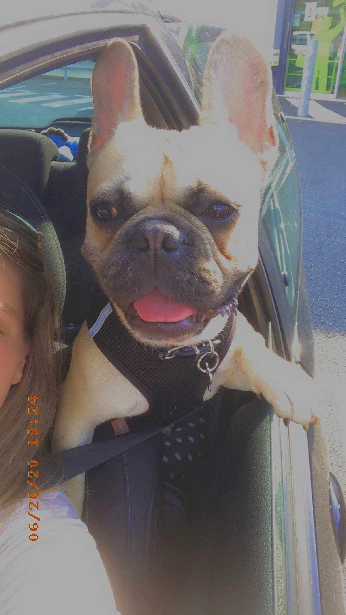 Pepitou a rejoint le concours — aidez-le/la à gagner de superbes lots ! baseball_cap, bulldog, cap, carnivore, companion_dog, dog, dog_breed, fashion_accessory, fawn, fun, grass, hat, plant, selfie, snout, sporting_group, terrestrial_animal, toy_dog, working_animal, wrinkle