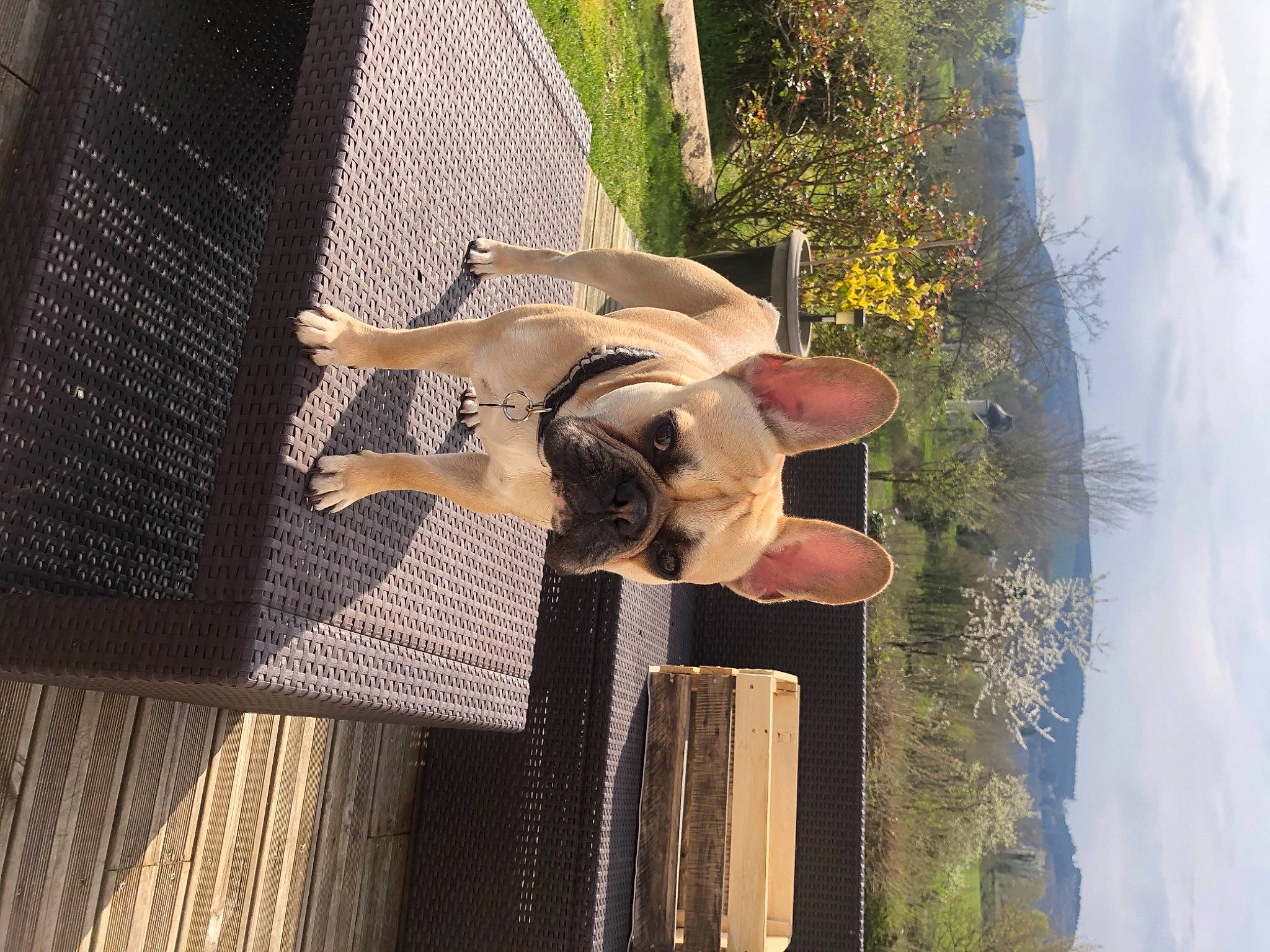 Pepitou participe au concours pour gagner de l'argent avec cette photo : cloud, daytime, fawn, fun, happy, landscape, leisure, people_in_nature, plant, reflection, shadow, sky, sunglasses, tail, tree, wall, water, wood