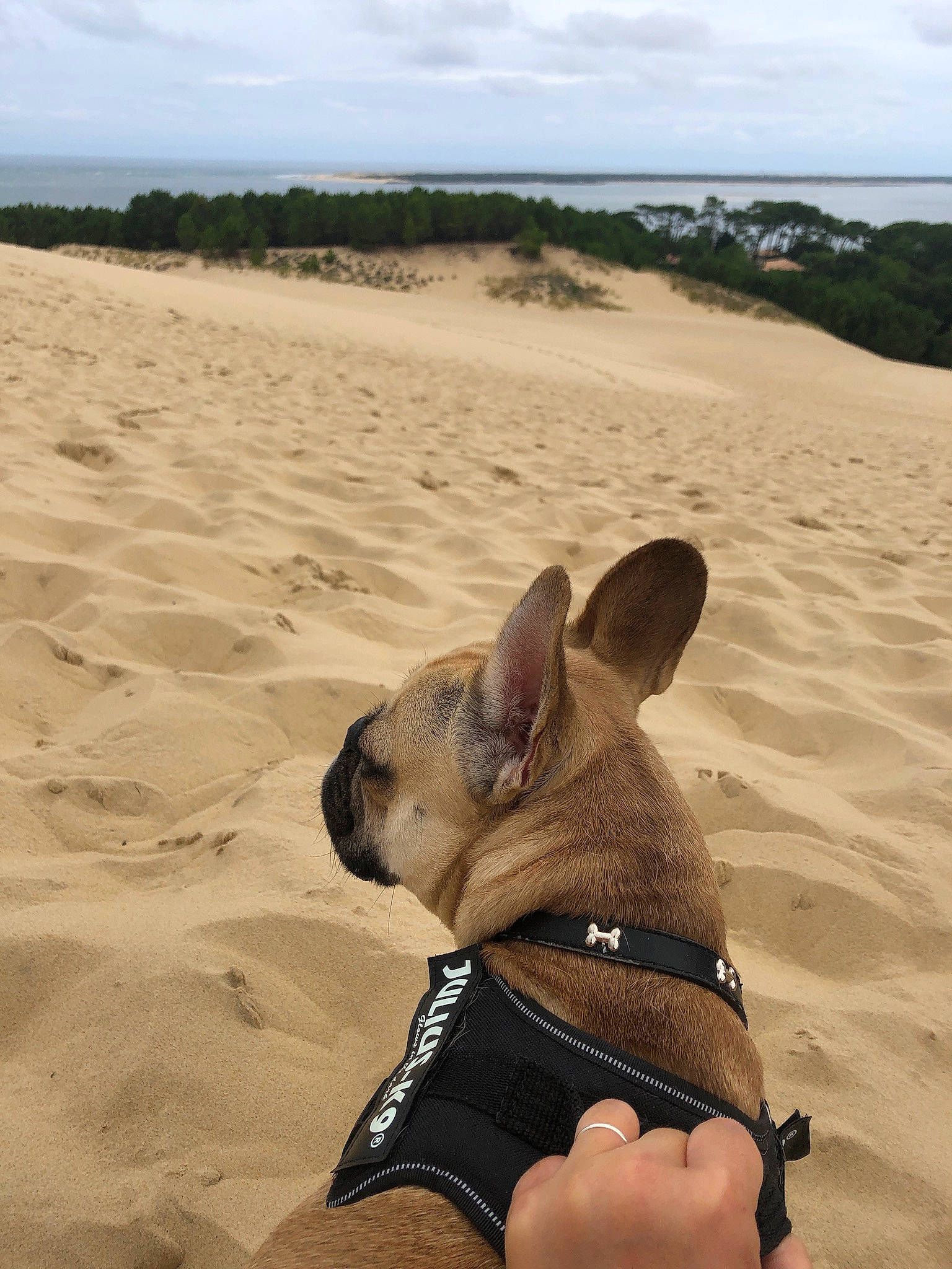 Pepitou a rejoint le concours — aidez-le/la à gagner de superbes lots ! beach, carnivore, cloud, companion_dog, dog, dog_breed, fawn, foot, hat, horizon, landscape, natural_environment, pet_supply, sand, sky, snout, sporting_group, sun_hat, travel, working_animal