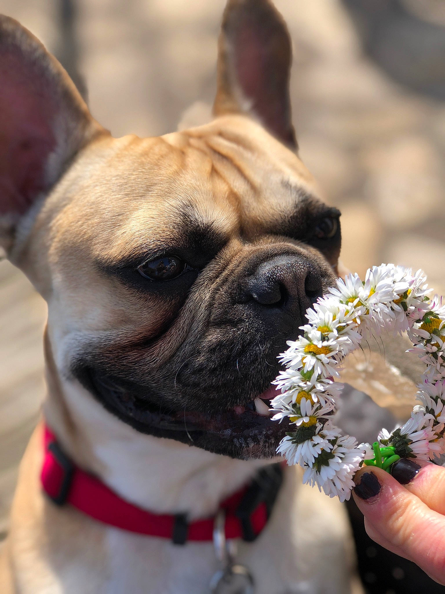Pepitou a rejoint le concours — aidez-le/la à gagner de superbes lots ! carnivore, close_up, collar, companion_dog, dog, dog_breed, dog_collar, fawn, flower, fur, human_body, leash, petal, plant, snout, sporting_group, toy_dog, whiskers, working_animal, wrinkle