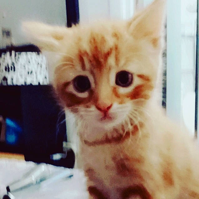 Gracie is registered to the contest to win money with this photo: carnivore, cat, claw, domestic_short_haired_cat, fawn, felidae, fur, iris, paw, photo_caption, plant, small_to_medium_sized_cats, snout, tail, whiskers