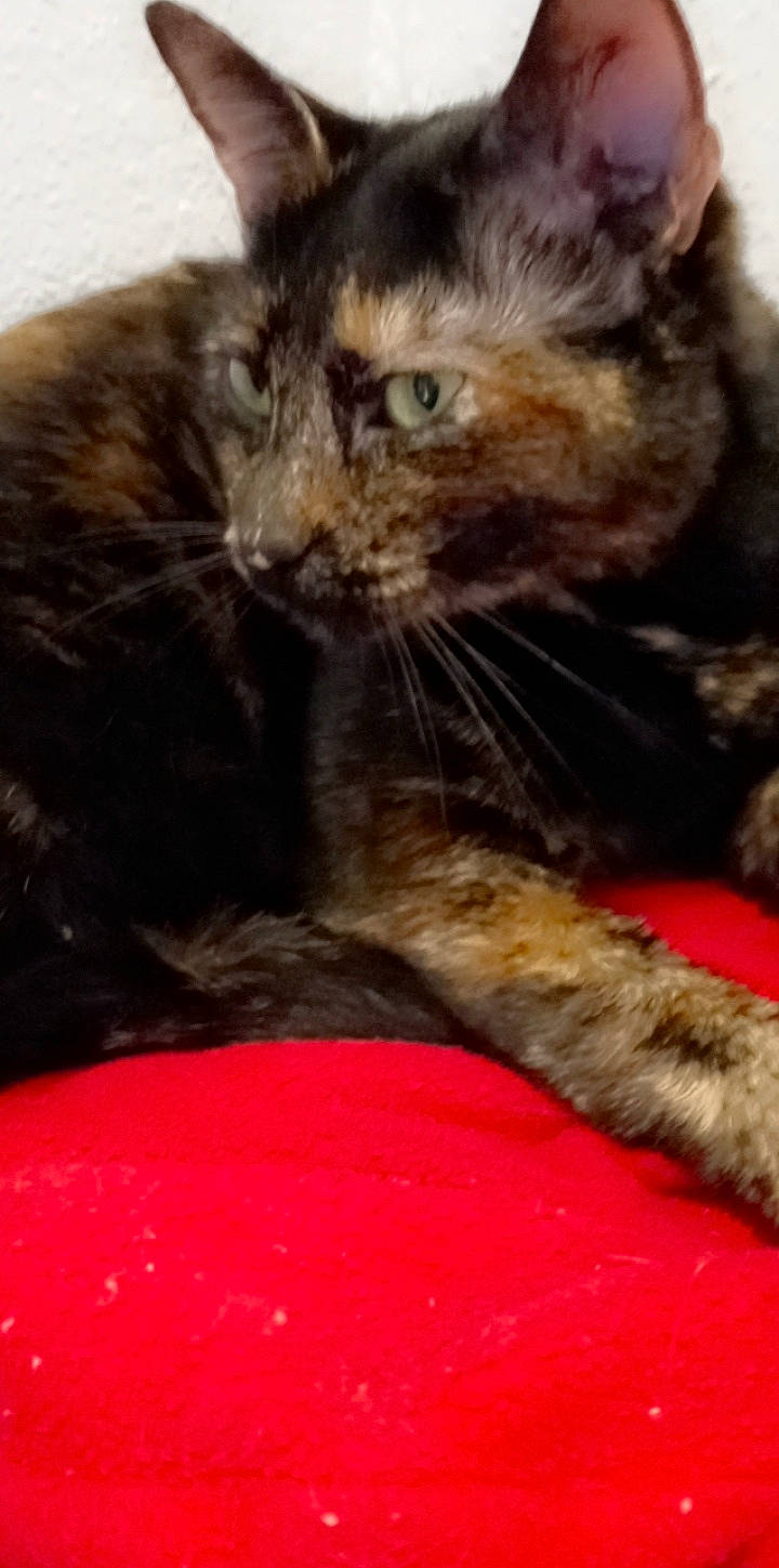 Lulu Belle is registered to the contest to win money with this photo: carnivore, cat, claw, comfort, domestic_short_haired_cat, felidae, fur, paw, small_to_medium_sized_cats, snout, terrestrial_animal, whiskers