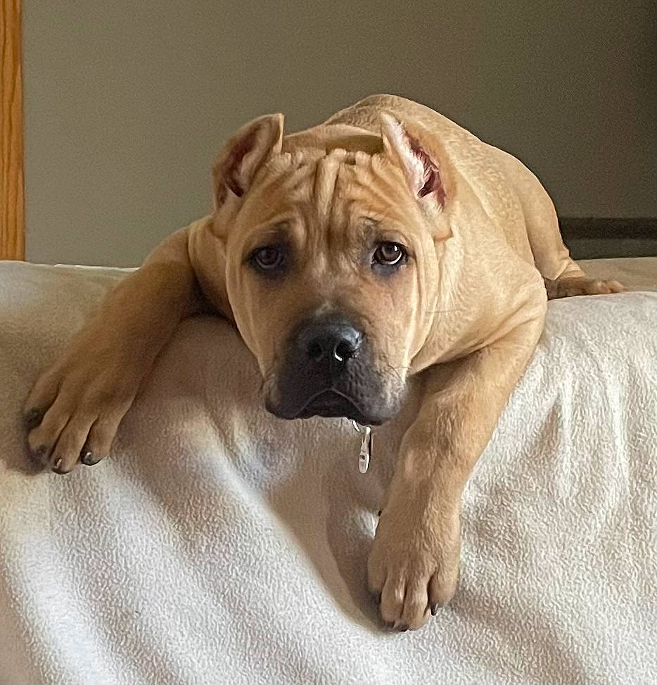 Mally joined the competition — help win amazing prizes! bored, carnivore, comfort, companion_dog, dog, dog_breed, dog_supply, fawn, flooring, hardwood, non_sporting_group, ori_pei, pet_supply, shar_pei, snout, sporting_group, terrestrial_animal, wood, working_animal, wrinkle