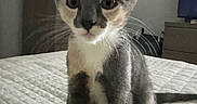 Nala Galavis is registered to the contest to win money with this photo: kitten, cat, indoor, bed, quilted_bedspread, fur, ears, whiskers, curious, pet, animal, feline, young, portrait, cute, domestic, sitting, closeup, eyes, background