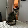 Nala Galavis is registered to the contest to win money with this photo: cat, kitten, bed, quilt, indoor, door, open_door, suitcase, wall, floor, lighting, pet, animal, fur, tail, curious, looking_back, home, room, quiet