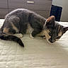Nala Galavis joined the competition — help win amazing prizes! kitten, cat, indoor, bed, quilt, curious, fur, pet, animal, small, cute, whiskers, ears, tail, resting, soft_light, domestic, feline, young, playful