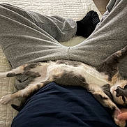 Nala Galavis joined the competition — help win amazing prizes! cat, kitten, person, lap, stretching, paw, bed, gray_pants, black_socks, blue_shirt, indoor, relaxed, pet, cute, feline, animal, resting, cozy, playful, human