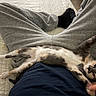 cat, kitten, person, lap, stretching, paw, bed, gray_pants, black_socks, blue_shirt, indoor, relaxed, pet, cute, feline, animal, resting, cozy, playful, human