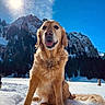 Squat a rejoint le concours — aidez-le/la à gagner de superbes lots ! dog, golden_retriever, snow, mountains, blue_sky, sun, outdoor, winter, nature, pet, animal, fur, canine, smiling, tongue_out, landscape, snowy, daylight, happy, majestic