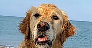 Squat participe au concours pour gagner de l'argent avec cette photo : animal, beach, bodypart, canine, coast, cockerspaniel, dog, goldenretriever, horizon, labradorretriever, nature, outdoors, pet, puppy, sea, shoreline, sky, summer, terrier, water