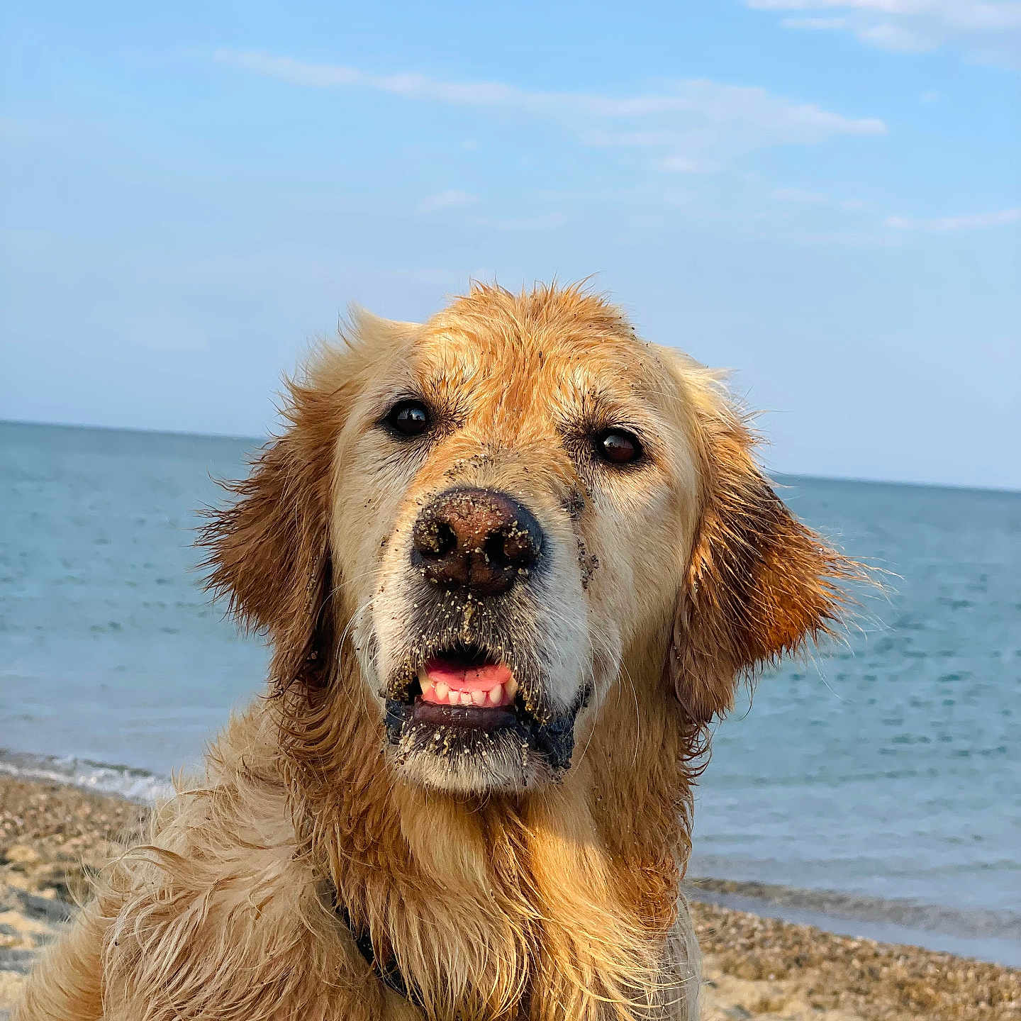 Squat participe au concours pour gagner de l'argent avec cette photo : animal, beach, bodypart, canine, coast, cockerspaniel, dog, goldenretriever, horizon, labradorretriever, nature, outdoors, pet, puppy, sea, shoreline, sky, summer, terrier, water