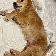 Squat participe au concours pour gagner de l'argent avec cette photo : dog, golden_retriever, lying_down, bed, comforter, white, fur, pet, canine, relaxed, indoors, cozy, sleepy, resting, paw, animal, mammal, cute, fluffy, companion