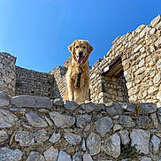 Squat a rejoint le concours — aidez-le/la à gagner de superbes lots ! animal, architecture, blue_sky, canine, castle, daylight, dog, golden_retriever, guard, happy, historic, mammal, nature, outdoor, pet, ruins, standing, stone_wall, sunny, tongue_out