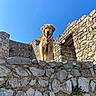 dog, golden_retriever, stone_wall, ruins, castle, blue_sky, outdoor, sunny, pet, happy, tongue_out, animal, nature, daylight, mammal, canine, guard, standing, architecture, historic