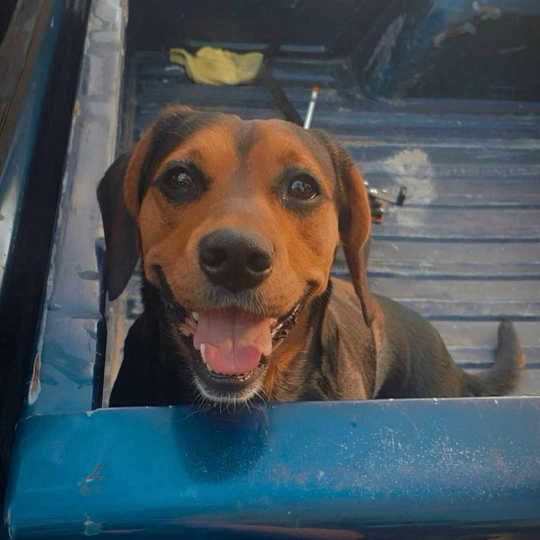 Remi Ann is registered to the contest to win money with this photo: animal, blue, canine, close_up, daylight, dog, ears, fur, happy, metal, nostrils, outdoor, pet, pickup_truck, smiling, tail, tongue_out, truck_bed, vehicle, yellow_cloth