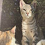 Kaonashi is registered to the contest to win money with this photo: animal, blanket, cat, companion, cozy, cute, domestic_animal, feline, fur, indoor, kitten, pets, relaxed, resting, sitting, sunlight, tabby, toy, whiskers, window