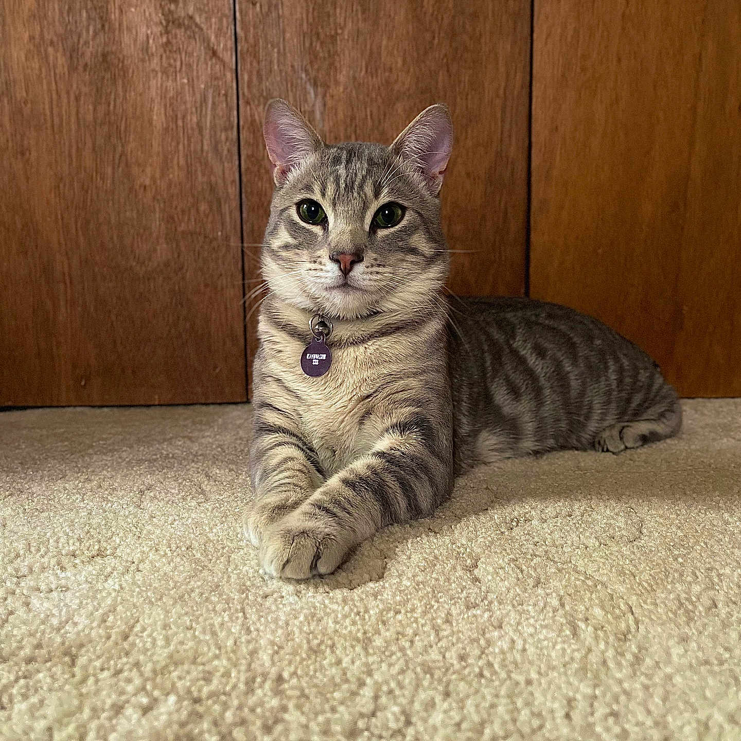 Kaonashi is registered to the contest to win money with this photo: animal, calm, carpet, cat, collar, cute, domestic, ears, feline, fur, home, indoor, looking_at_camera, paws_crossed, pet, relaxed, sitting, tabby, whiskers, wooden_background