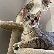 Kaonashi joined the competition — help win amazing prizes! animal, cat, cat_tree, closeup, curious, domestic, ears, feline, furniture, gray_cat, indoor, mammal, paws, pet, portrait, relaxed, soft_texture, tabby_cat, two_cats, whiskers