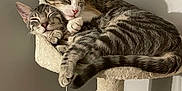 Kaonashi is registered to the contest to win money with this photo: adorable, animal, cat, cat_tree, companion, cozy, cute, domestic_cat, feline, fur, indoor, paws, pet, relaxed, resting, sleeping, snuggling, tabby_cat, two_cats, whiskers