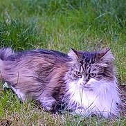 Shanelle a rejoint le concours — aidez-le/la à gagner de superbes lots ! cat, fluffy, grass, outdoor, animal, pet, nature, fur, relaxed, mammal, field, white, brown, green, leaf, wildlife, cute, resting, closeup, eyes