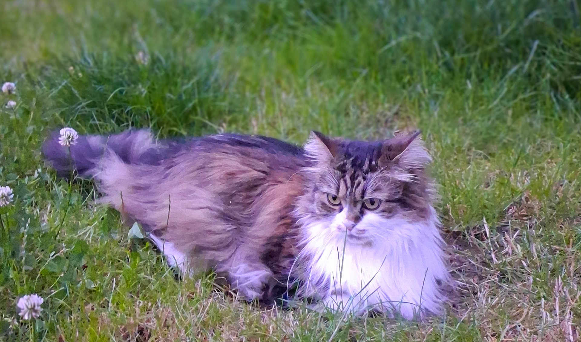 Shanelle a rejoint le concours — aidez-le/la à gagner de superbes lots ! cat, fluffy, grass, outdoor, animal, pet, nature, fur, relaxed, mammal, field, white, brown, green, leaf, wildlife, cute, resting, closeup, eyes