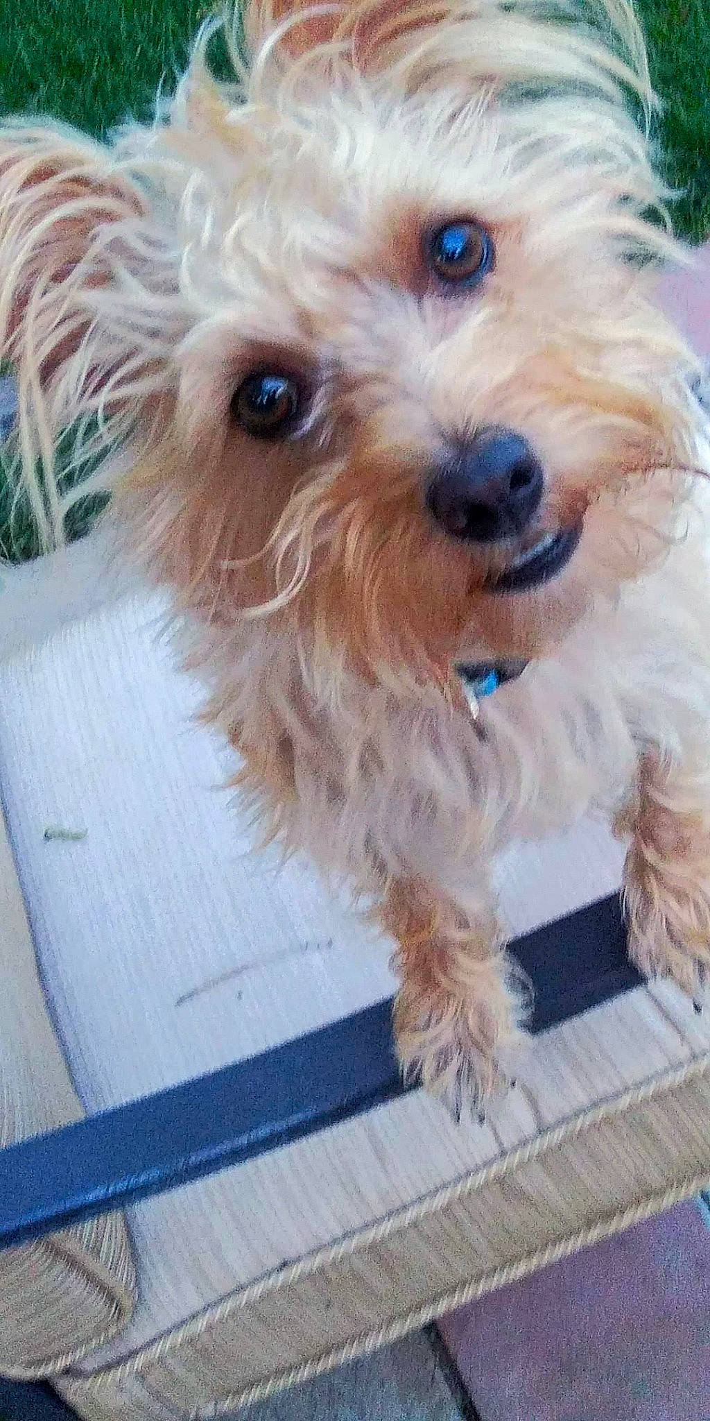 Daisy joined the competition — help win amazing prizes! blue, canidae, carnivore, companion_dog, dog, dog_breed, dog_collar, dog_supply, firefighter, fur, maltepoo, non_sporting_group, shih_poo, small_terrier, snout, sporting_group, terrier, toy_dog, working_animal, yorkipoo