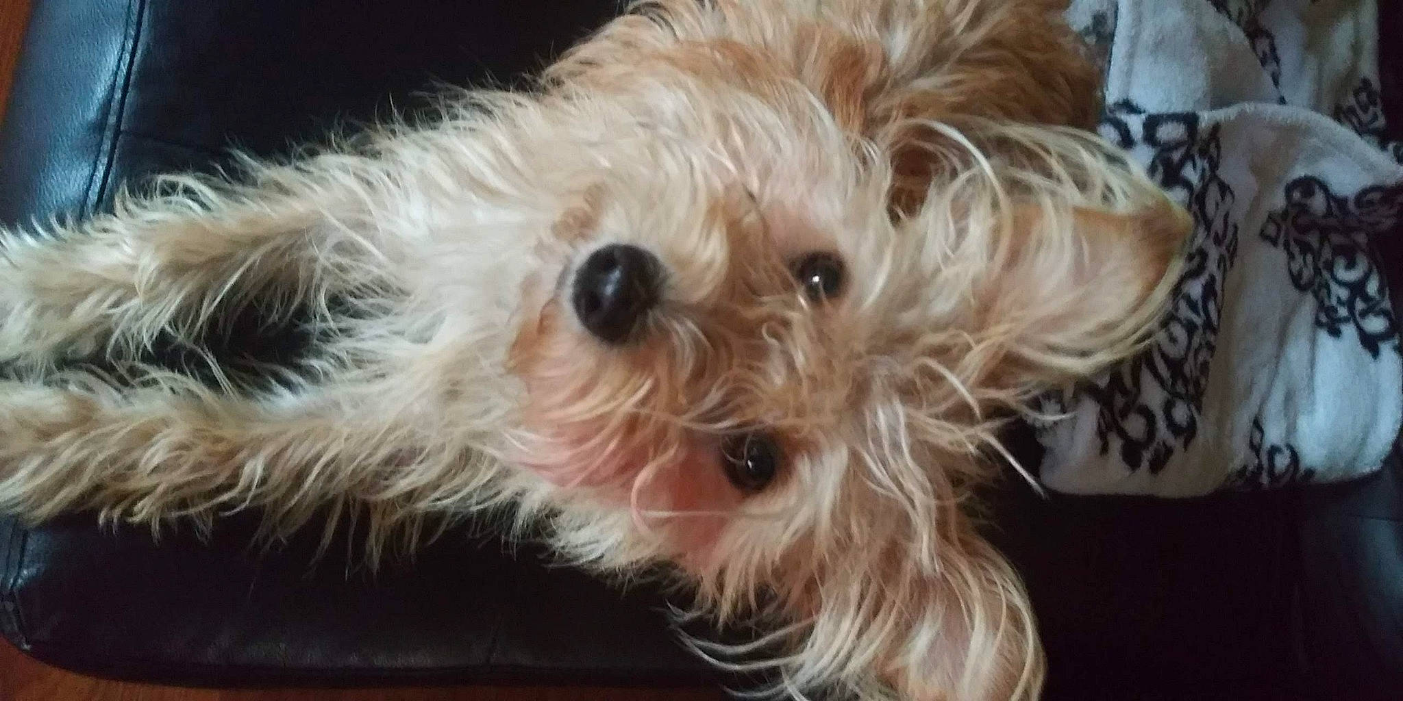 Daisy joined the competition — help win amazing prizes! biewer_terrier, canidae, carnivore, companion_dog, dog, dog_breed, ear, fawn, fur, maltepoo, non_sporting_group, puppy, small_terrier, snout, sporting_group, terrestrial_animal, terrier, toy_dog, working_animal, yorkipoo