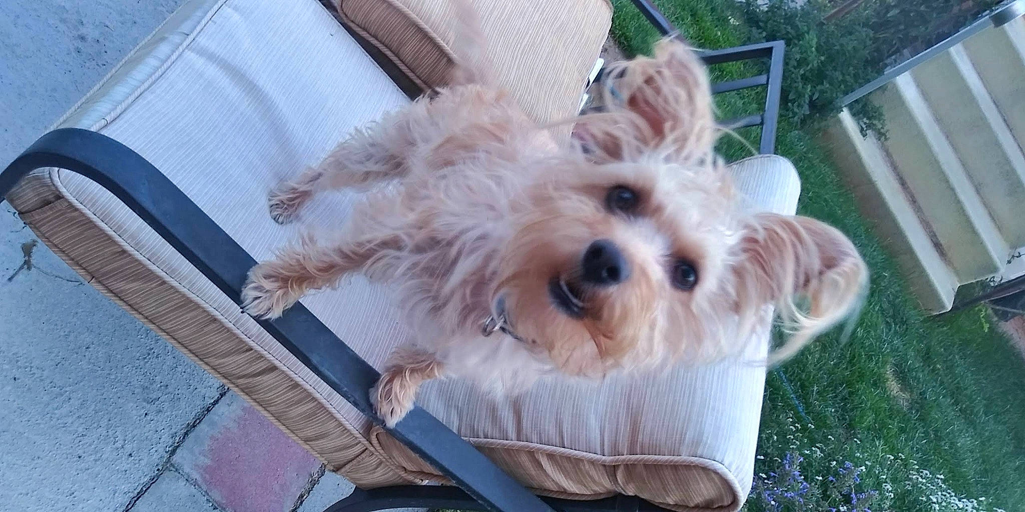 Daisy joined the competition — help win amazing prizes! canidae, carnivore, collar, companion_dog, dog, dog_breed, dog_collar, dog_supply, fawn, fur, labradoodle, plant, small_terrier, snout, sporting_group, terrier, toy_dog, tree, working_animal, yorkipoo