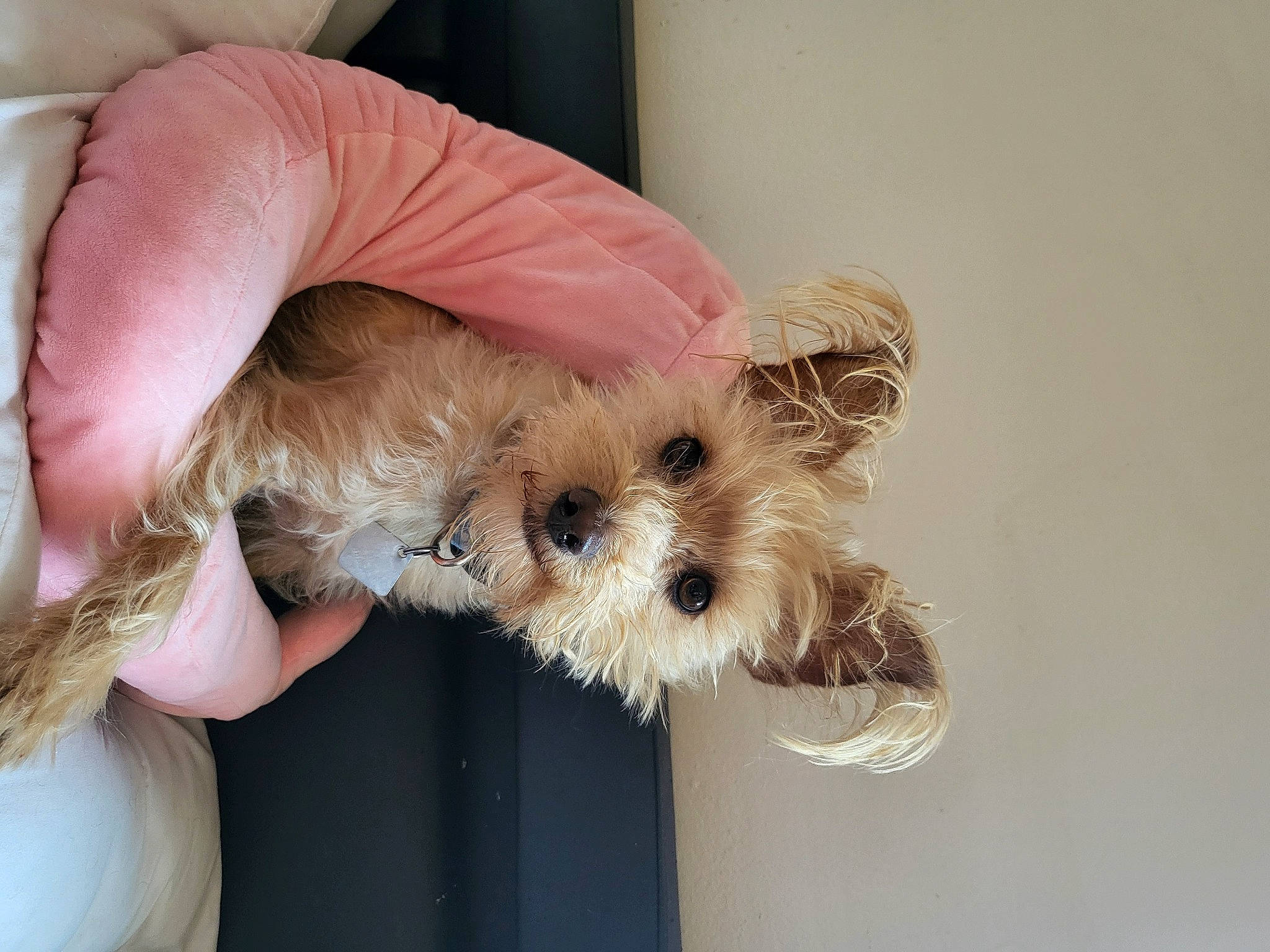 Daisy joined the competition — help win amazing prizes! canidae, carnivore, companion_dog, dog, dog_breed, dog_clothes, dog_supply, fawn, fur, maltepoo, non_sporting_group, puppy_love, shih_poo, small_terrier, snout, sporting_group, terrier, toy_dog, working_animal, yorkipoo