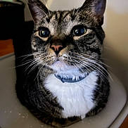 Coco joined the competition — help win amazing prizes! animal, cat, chair, close_up, collar, curious, cute, domestic_cat, eyes, face, feline, fur, household, indoor, pet, portrait, sitting, tabby, whiskers, white_chest