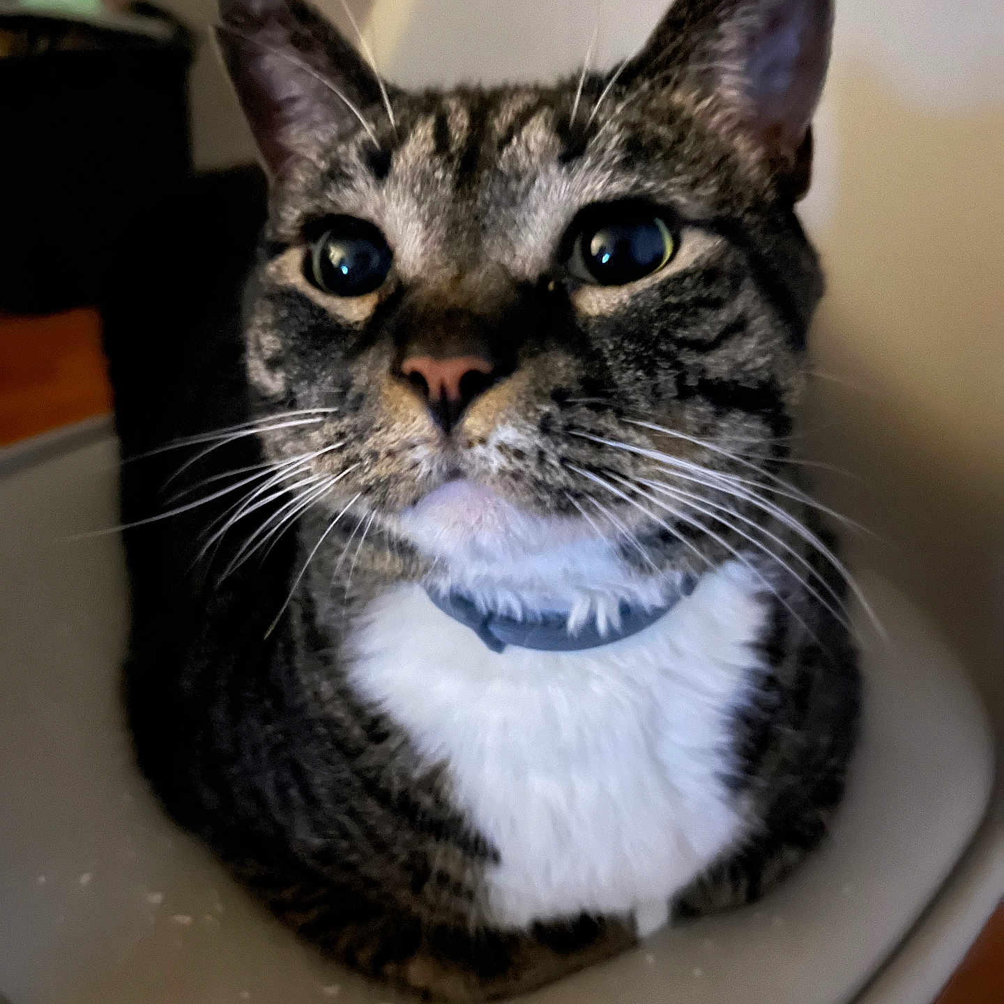Coco