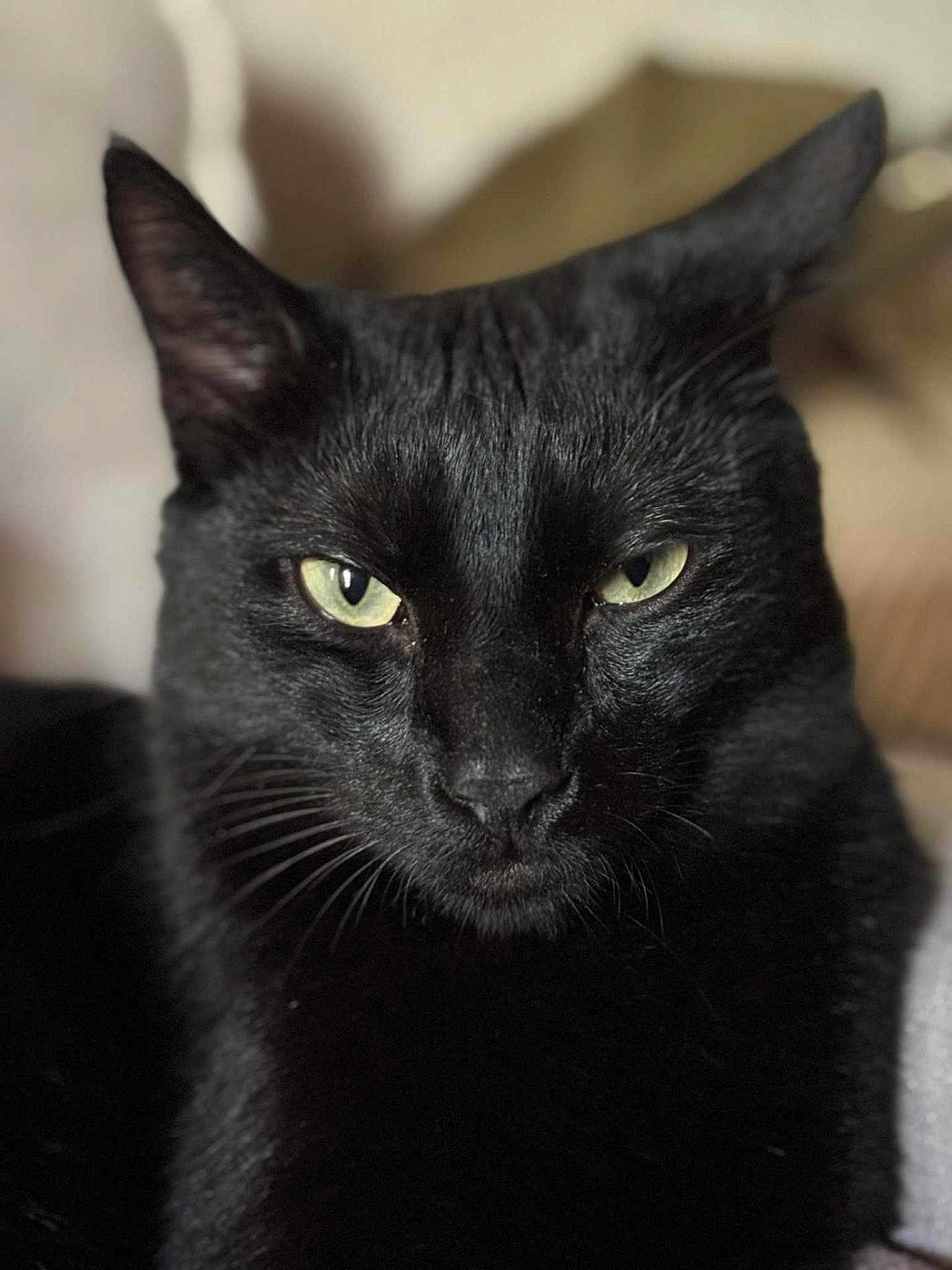 Moon participe au concours pour gagner de l'argent avec cette photo : black_cat, cat, close_up, pet, feline, animal, green_eyes, whiskers, fur, indoor, portrait, looking, face, ears, cute, domestic_cat, mammal, alert, soft_light, focused