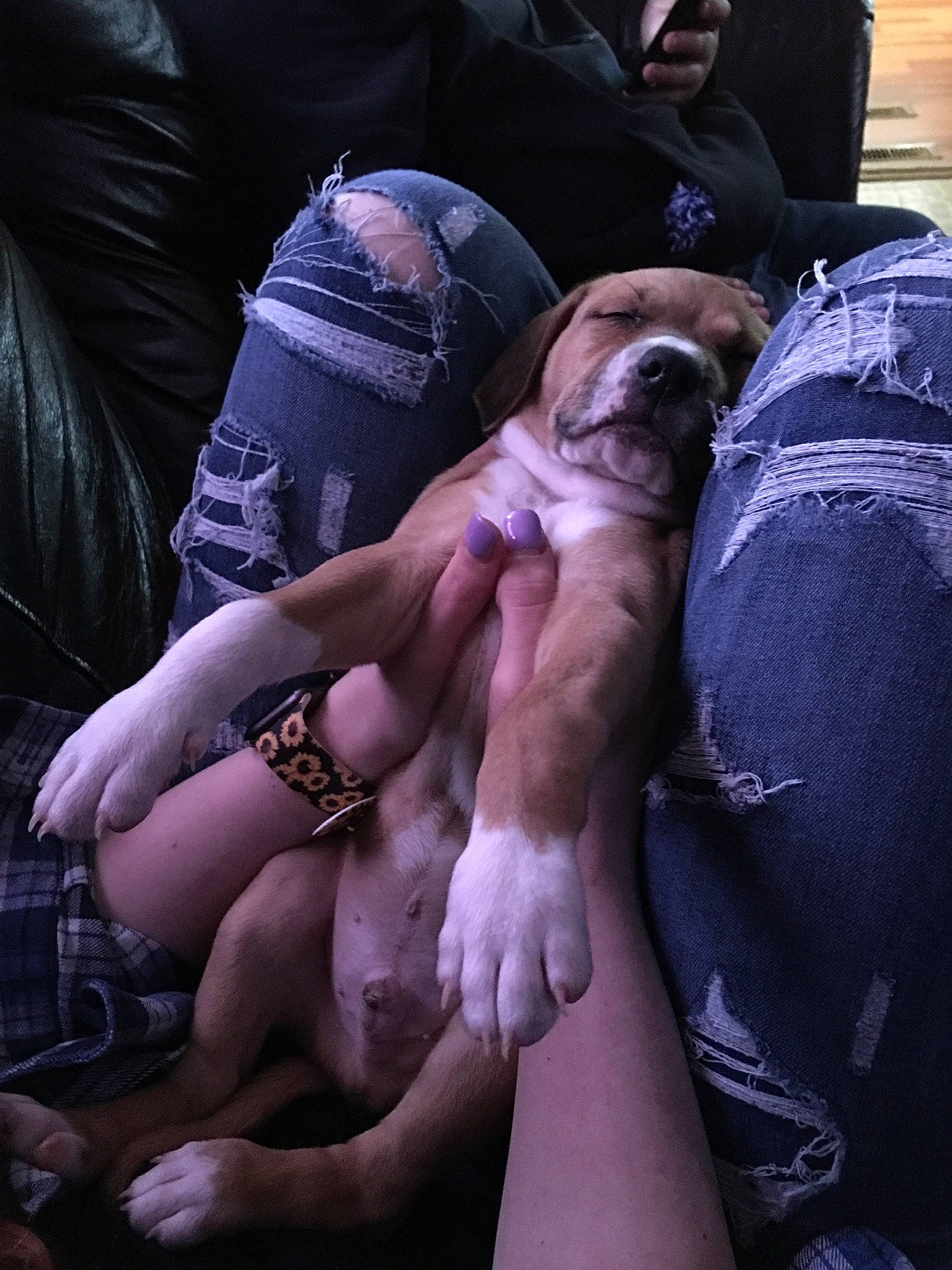 Leroy joined the competition — help win amazing prizes! calf, carnivore, comfort, companion_dog, dog, dog_breed, eyewear, fawn, foot, gesture, human_leg, knee, lap, nail, purple, sitting, thigh, toy_dog, wrinkle, wrist