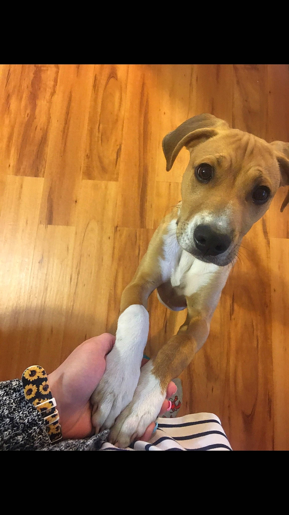 Leroy is registered to the contest to win money with this photo: ancient_dog_breeds, canidae, carnivore, companion_dog, dog, dog_breed, fawn, flooring, happy, hardwood, paw, plank, snout, sporting_group, tail, wood, wood_stain, working_animal