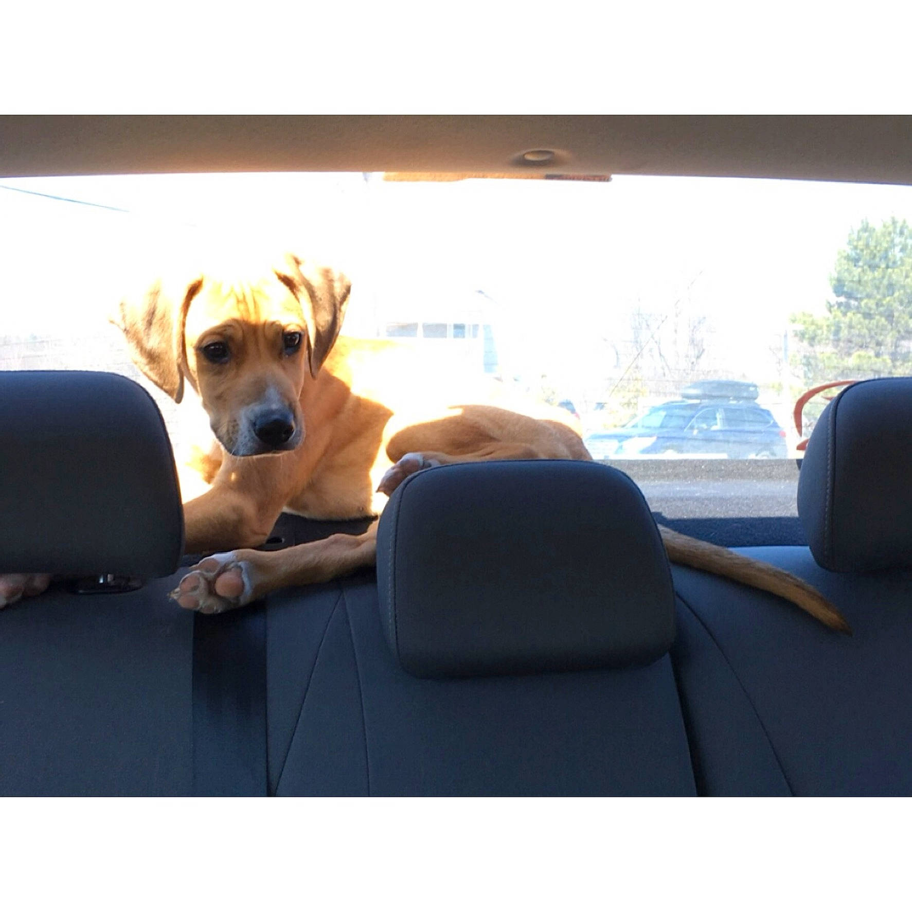 Leroy is registered to the contest to win money with this photo: automotive_design, automotive_exterior, automotive_mirror, carnivore, comfort, companion_dog, couch, dog, dog_breed, dog_supply, fawn, goggles, head_restraint, mammal, pet_supply, snout, sunglasses, vehicle_door, window, working_animal