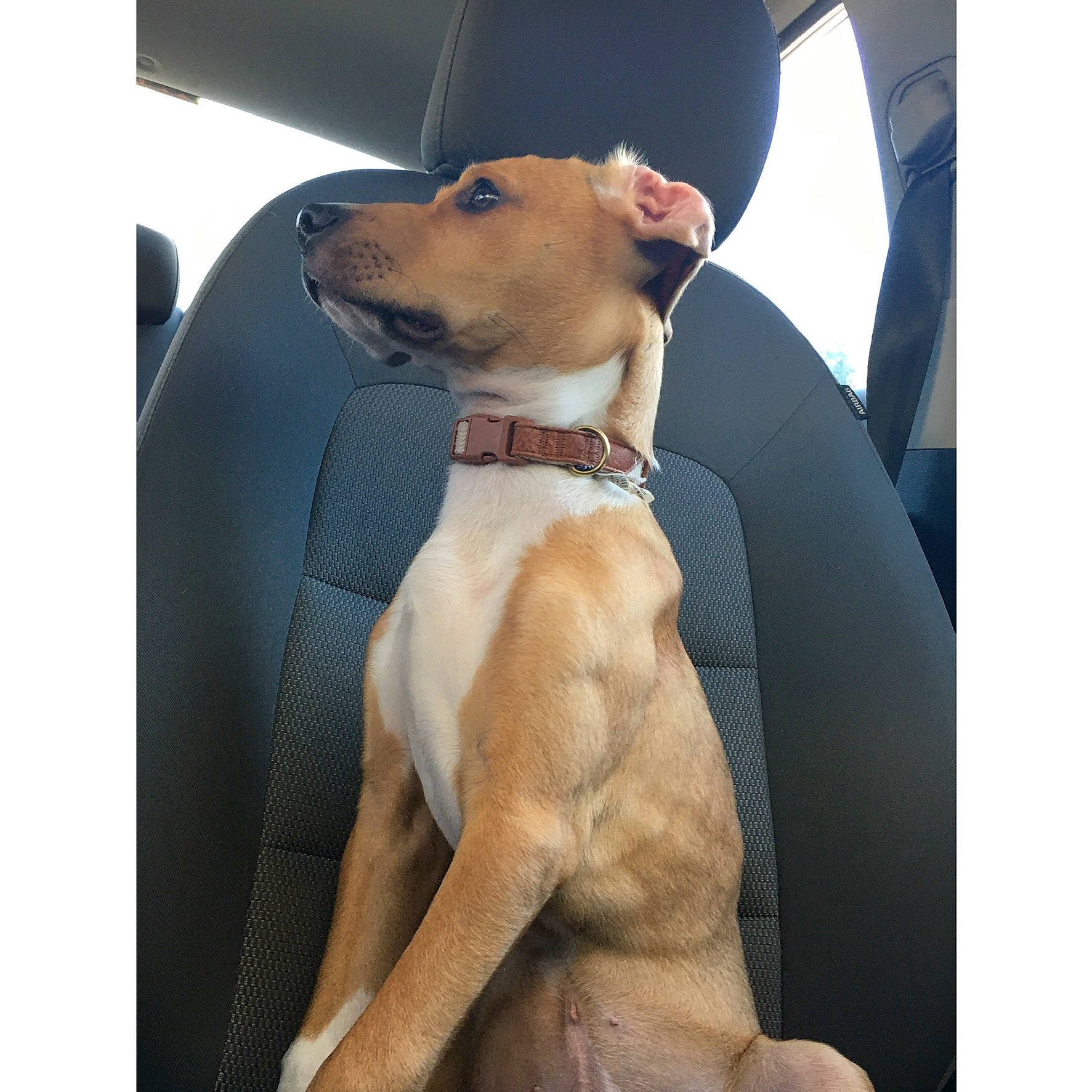 Leroy is registered to the contest to win money with this photo: canidae, carnivore, collar, companion_dog, dog, dog_breed, dog_collar, dog_supply, fashion_accessory, fawn, liver, pet_supply, snout, sporting_group, sunglasses, tie, vehicle_door, whiskers, windshield, working_animal