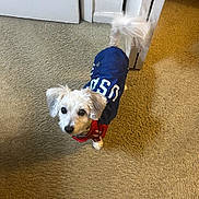 Bella joined the competition — help win amazing prizes! dog, small_dog, white_dog, pet, indoor, carpet, clothing, jacket, usa, tail, paw, door, curious, looking_up, animal, fur, ears, collar, cute, companion