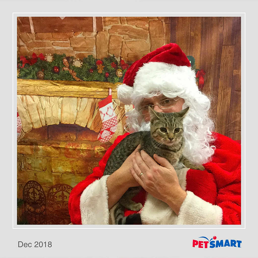 B.o. is registered to the contest to win money with this photo: carnivore, cat, christmas, christmas_eve, felidae, fictional_character, greeting_card, holiday, kitten, photo_caption, santa_claus, small_to_medium_sized_cats, sphynx, whiskers