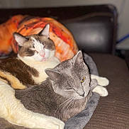 Midnight And Salem joined the competition — help win amazing prizes! cat, cats, gray_cat, brown_and_white_cat, feline, pet, animal, cozy, snuggling, blanket, couch, indoor, soft_texture, resting, cute, sleepy, winking, fur, domestic_animal, companionship