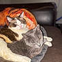 cat, cats, gray_cat, brown_and_white_cat, feline, pet, animal, cozy, snuggling, blanket, couch, indoor, soft_texture, resting, cute, sleepy, winking, fur, domestic_animal, companionship