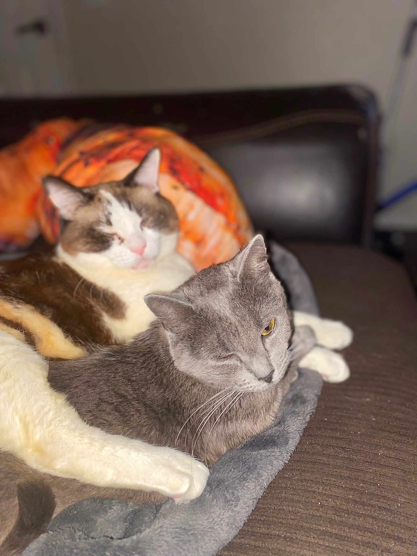 Midnight And Salem